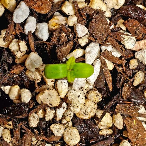 Power puff girl #1 growlog photo: Starting to use low doses of seasol and prepping small nutrients mix for when they're ready 