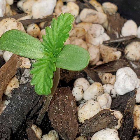 Power puff girl #1 growlog photo: Girlie doing a lot of dancing today 😊