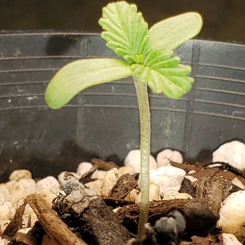 Power puff girl #1 growlog photo: Girlie doing a lot of dancing today 😊