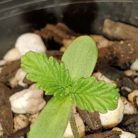 Power puff girl #1 growlog timeline photo