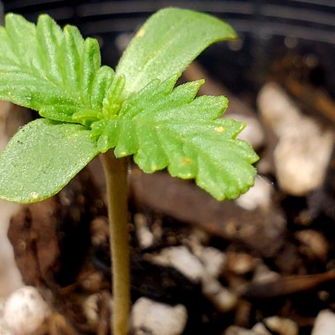 Power puff girl #1 growlog photo: Noticed some spots on the leaves 🤔 will keep an eye on and try to avoid panicking 😅