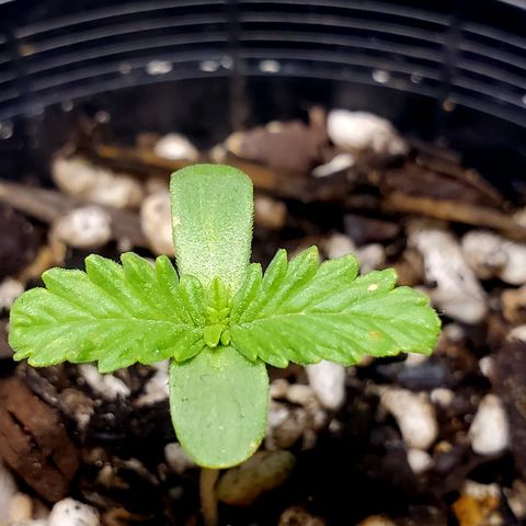 Power puff girl #1 growlog photo: Noticed some spots on the leaves 🤔 will keep an eye on and try to avoid panicking 😅