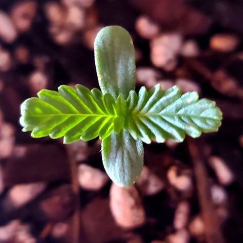 Power puff girl #1 growlog photo: Recovery in the shade jail today 🤙luckily no drastic changes and growth seems to be steady 
