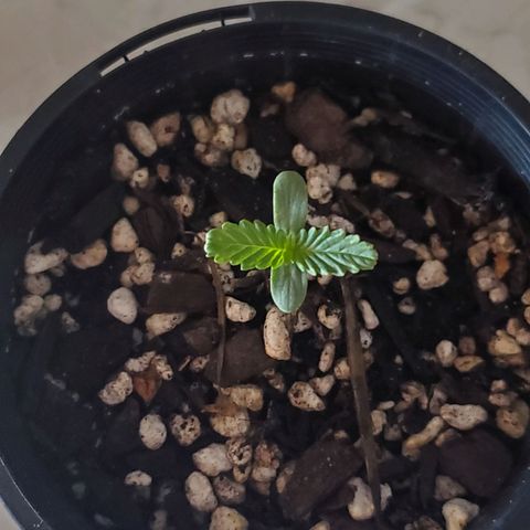 Power puff girl #1 growlog photo: Recovery in the shade jail today 🤙luckily no drastic changes and growth seems to be steady 
