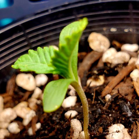 Power puff girl #1 growlog photo: We got some Interesting growth patterns going on 😳