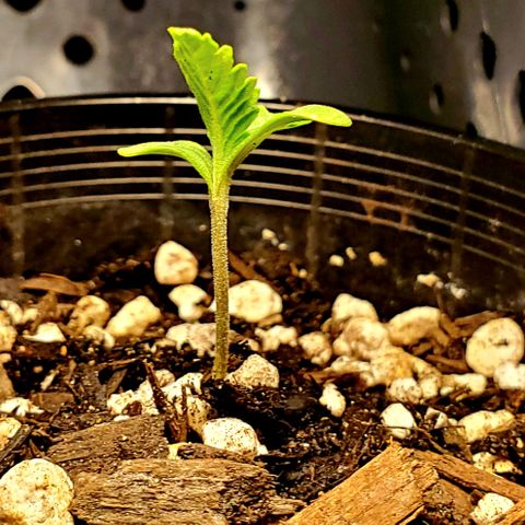 Power puff girl #1 growlog photo: We got some Interesting growth patterns going on 😳