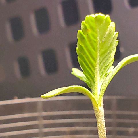 Power puff girl #1 growlog photo: We got some Interesting growth patterns going on 😳