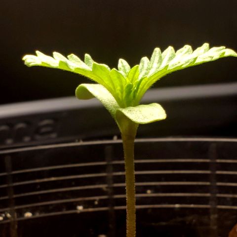 Power puff girl #1 growlog timeline photo
