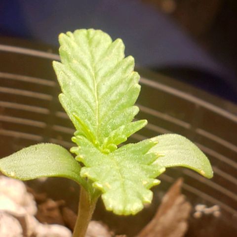 Power puff girl #1 growlog timeline photo