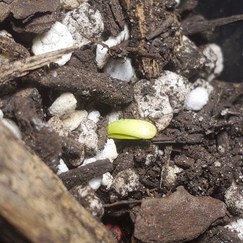 Power puff girl #2 growlog photo: Finally our late bloomer makes their appearance 🥰