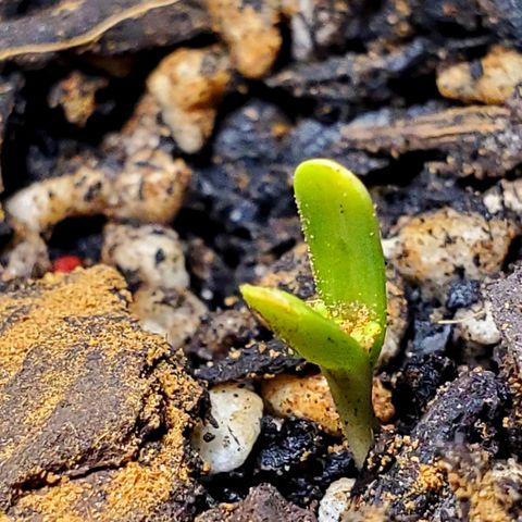 Power puff girl #2 growlog timeline photo