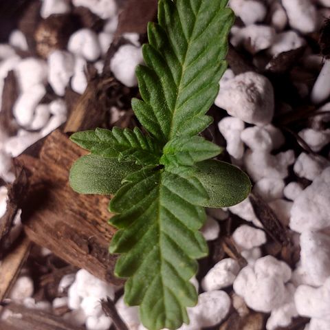 Power puff girl #1 growlog timeline photo