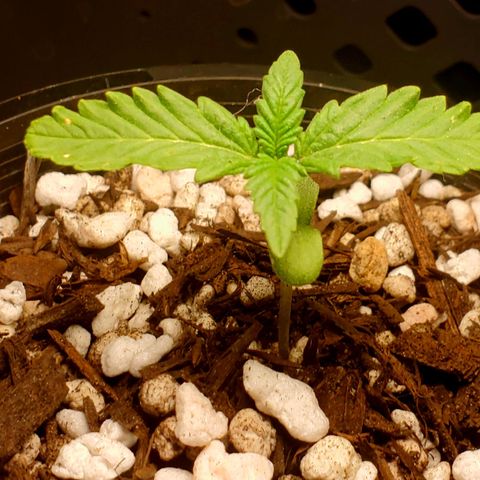 Power puff girl #1 growlog photo: Accidentally gave too much water yesterday but lucky made a fast recovery 🤙