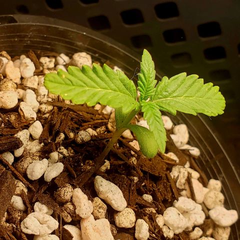 Power puff girl #1 growlog photo: Accidentally gave too much water yesterday but lucky made a fast recovery 🤙
