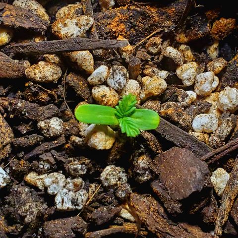 Power puff girl #2 growlog photo: Growing sturdy af