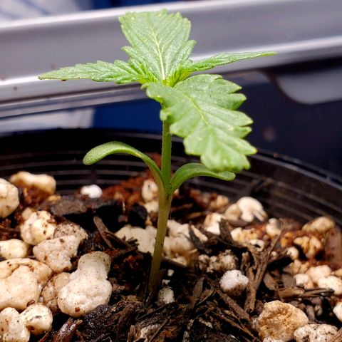 Power puff girl #1 growlog photo: Chucked a little bit of coffee grounds in there to boost that nitrogen, noticed some roots at the bottom so looking at transplanting soon 🤩