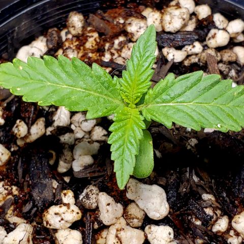 Power puff girl #1 growlog photo: Chucked a little bit of coffee grounds in there to boost that nitrogen, noticed some roots at the bottom so looking at transplanting soon 🤩