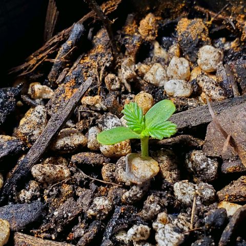 Power puff girl #2 growlog timeline photo