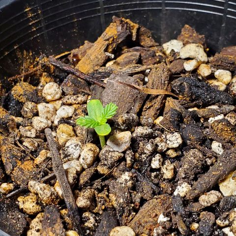 Power puff girl #2 growlog timeline photo