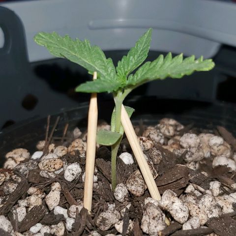 Power puff girl #1 growlog timeline photo