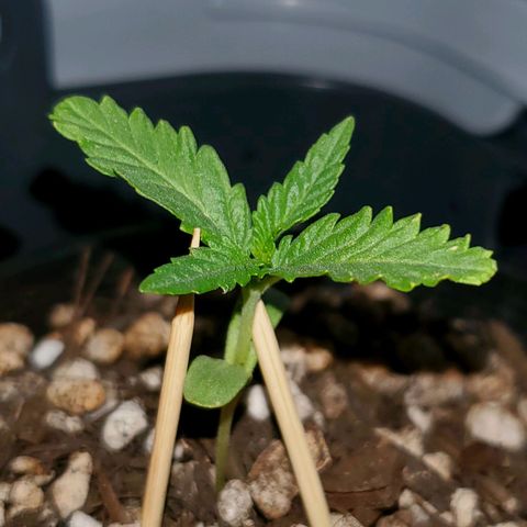Power puff girl #1 growlog timeline photo