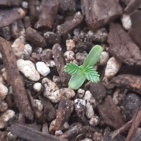 Power puff girl #2 growlog timeline photo