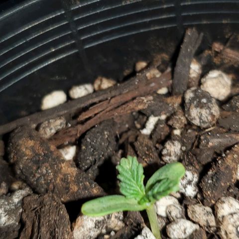 Power puff girl #2 growlog timeline photo