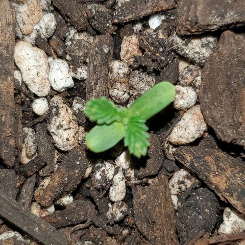 Power puff girl #2 growlog timeline photo