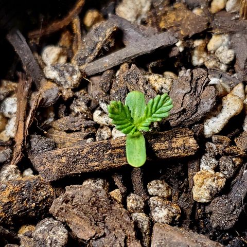Power puff girl #2 growlog photo: Miss seedling is very twisty these days