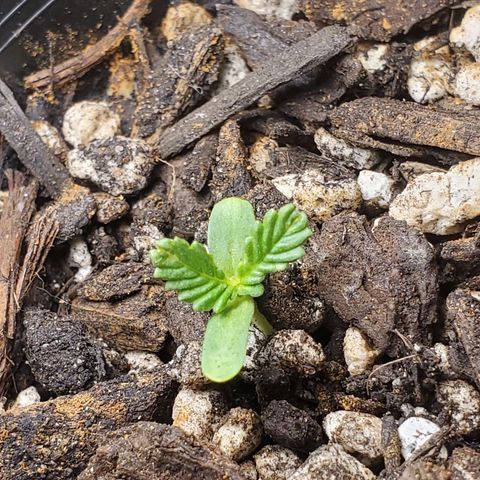 Power puff girl #2 growlog photo: Miss seedling is very twisty these days