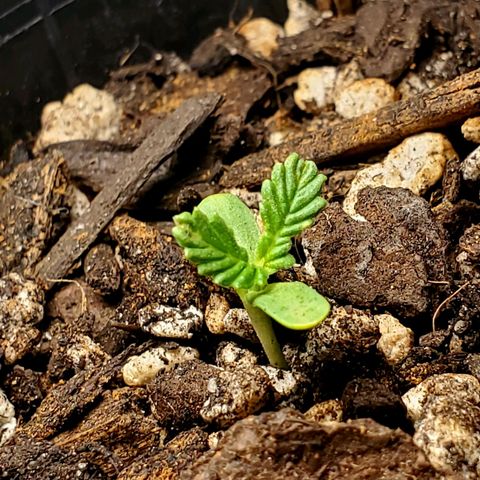 Power puff girl #2 growlog photo: Miss seedling is very twisty these days