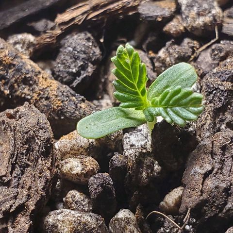 Power puff girl #2 growlog photo: Miss seedling is very twisty these days