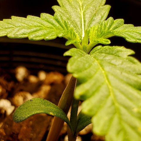 Power puff girl #1 growlog photo: Starting to make some strong headway here might move to final pot today 