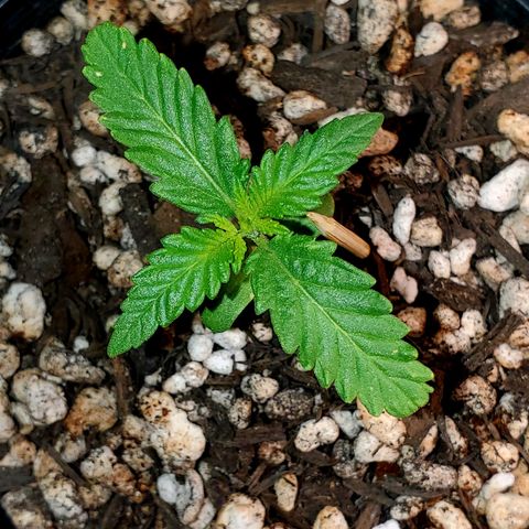 Power puff girl #1 growlog photo: Starting to make some strong headway here might move to final pot today 