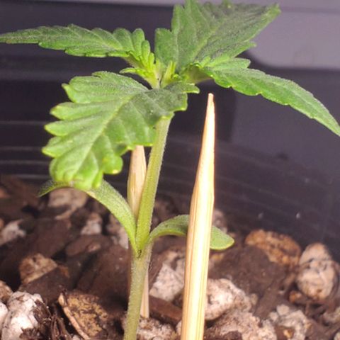 Power puff girl #1 growlog photo: Starting to make some strong headway here might move to final pot today 
