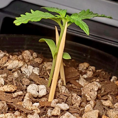 Power puff girl #1 growlog photo: Starting to make some strong headway here might move to final pot today 