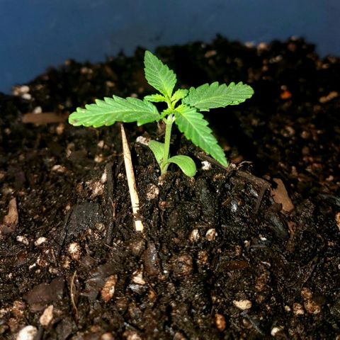 Power puff girl #1 growlog photo: Moving day 😳