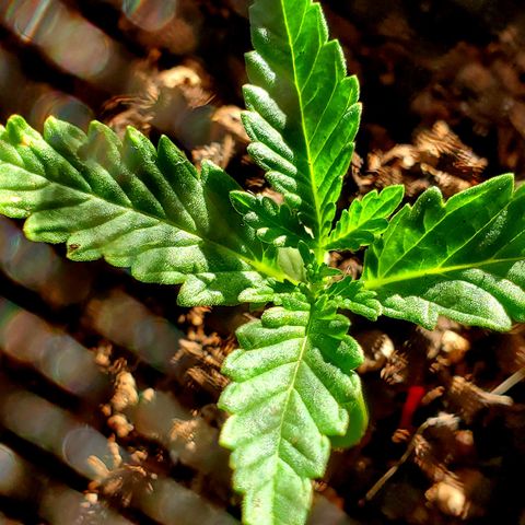 Power puff girl #1 growlog photo: Spent the day looking super happy in new pot 🥰