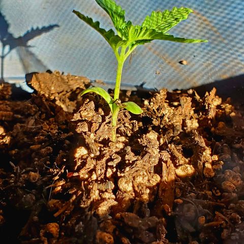 Power puff girl #1 growlog photo: Spent the day looking super happy in new pot 🥰