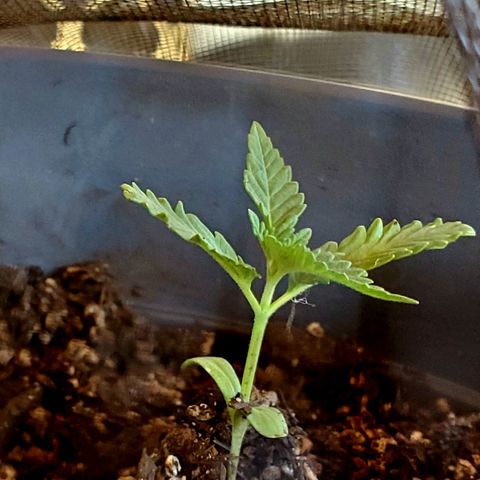 Power puff girl #1 growlog photo: Spent the day looking super happy in new pot 🥰