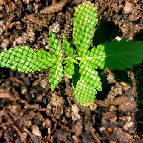 Power puff girl #1 growlog timeline photo