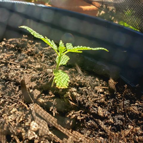 Power puff girl #1 growlog photo: Had a couple concerns but ended up leaving power puff girl alone in the backyard to recover and growth thankfully resumed 