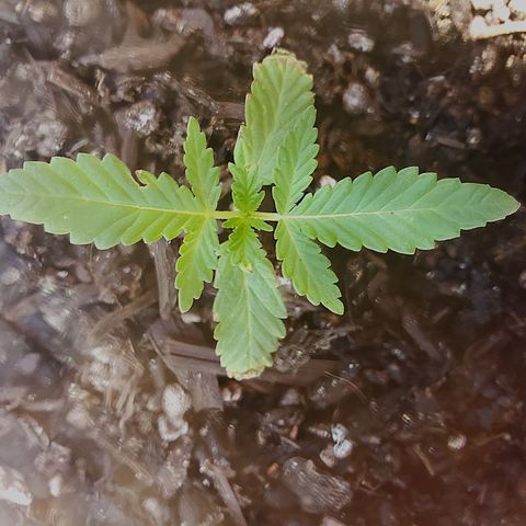 Power puff girl #1 growlog photo: Had a couple concerns but ended up leaving power puff girl alone in the backyard to recover and growth thankfully resumed 