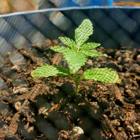 Power puff girl #1 growlog photo: Had a couple concerns but ended up leaving power puff girl alone in the backyard to recover and growth thankfully resumed 