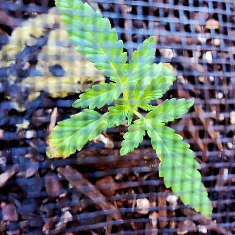 Power puff girl #1 growlog photo: Looks like someone's roots finally decided to wake up