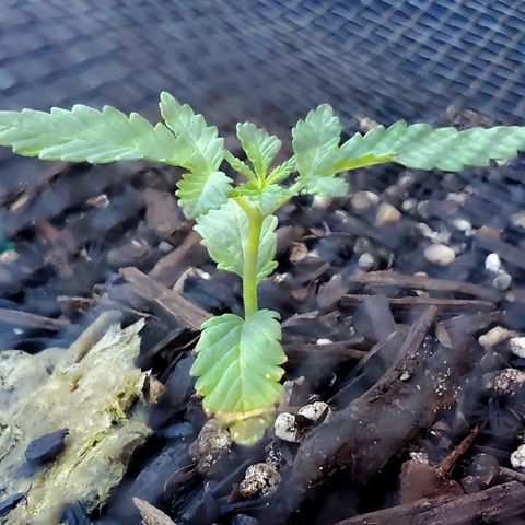 Power puff girl #1 growlog photo: Looks like someone's roots finally decided to wake up