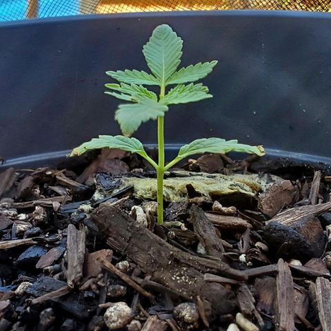 Power puff girl #1 growlog photo: Looks like someone's roots finally decided to wake up