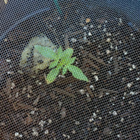 Power puff girl #1 growlog photo: Looks like someone's roots finally decided to wake up
