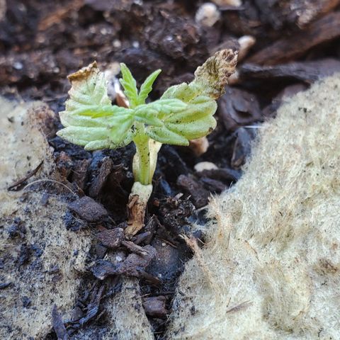Power puff girl #2 growlog photo: My funky lil stunted mutation which ironically has the strongest roots out of all of them 