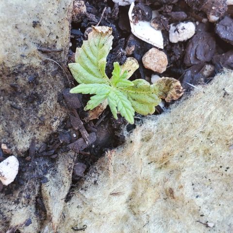 Power puff girl #2 growlog photo: My funky lil stunted mutation which ironically has the strongest roots out of all of them 